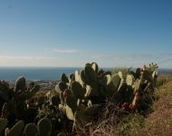 Cacti