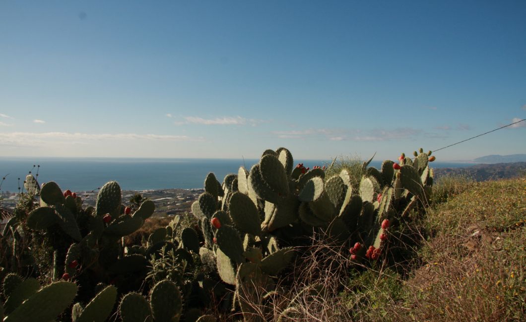 Cacti